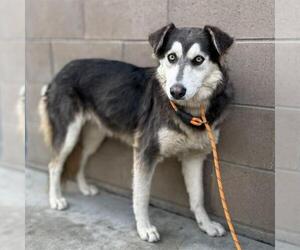 Siberian Husky-Unknown Mix Dogs for adoption in Modesto, CA, USA
