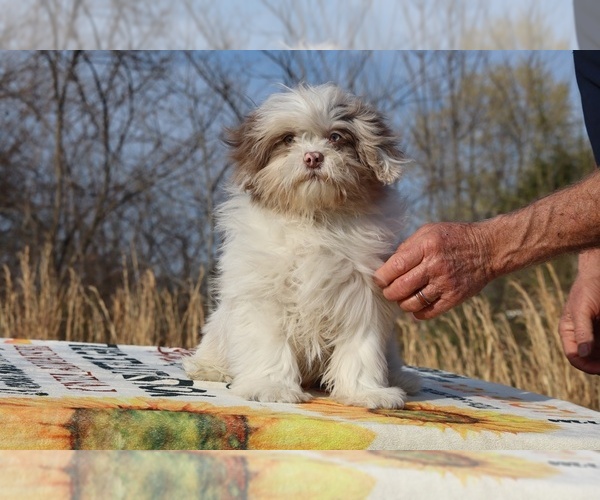 Medium Photo #3 ShihPoo Puppy For Sale in DYERSBURG, TN, USA