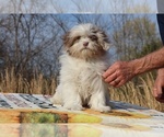 Small #2 ShihPoo