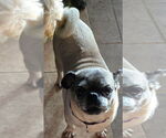 Small #5 Pug
