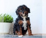 Small Poodle (Miniature)