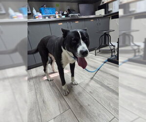 Akita-Unknown Mix Dogs for adoption in Redlands, CA, USA