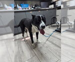 Small Akita Mix