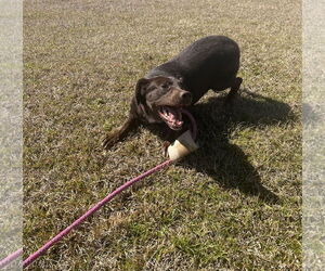 Lilah - Female Feist Terrier-Labrador Retriever Mix Dog for Adoption - Photo #2