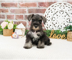 Schnauzer (Miniature) Puppy for sale in SYRACUSE, IN, USA