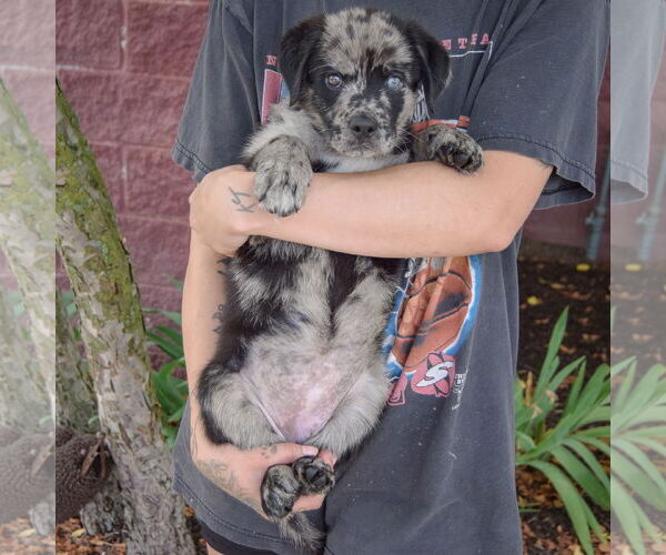 Medium Photo #4 Australian Shepherd-Catahoula Leopard Dog Mix Puppy For Sale in Huntley, IL, USA