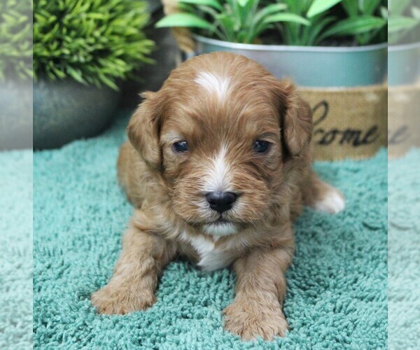 Medium Photo #1 Cavapoo (Miniature) Puppy For Sale in CARLISLE, KY, USA