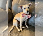 Small #1 Chihuahua Mix