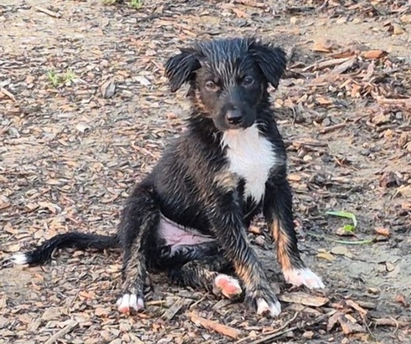 Medium Photo #4 Border-Aussie Puppy For Sale in BLUE RIVER, WI, USA