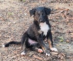 Small #3 Border-Aussie