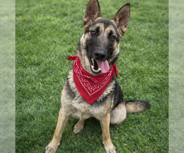 Medium Photo #1 German Shepherd Dog Puppy For Sale in HESPERIA, CA, USA