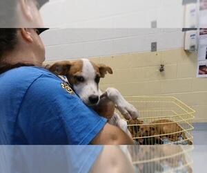 Labrador Retriever-Unknown Mix Dogs for adoption in Tulsa, OK, USA