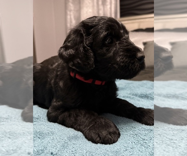 Medium Photo #2 Schnauzer (Giant) Puppy For Sale in BAXLEY, GA, USA
