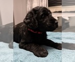 Puppy Red Schnauzer (Giant)