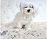 Small #23 Maltese