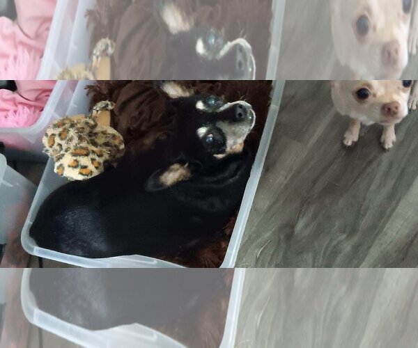 Medium Photo #2 Miniature Pinscher Puppy For Sale in Holly Springs, NC, USA