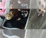 Small #1 Miniature Pinscher