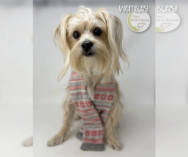 Medium Photo #2 Shih Tzu-Unknown Mix Puppy For Sale in Benton, LA, USA