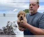Small Photo #1 Golden Retriever Puppy For Sale in CRESCENT CITY, FL, USA