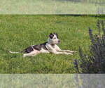 Small #4 American Pit Bull Terrier Mix