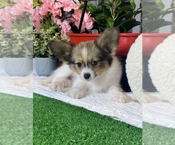 Medium Photo #6 Papillon Puppy For Sale in CANOGA, NY, USA