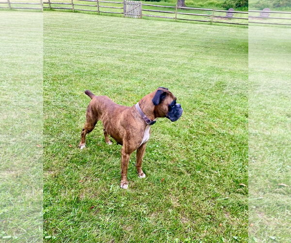 Medium Photo #3 Boxer Puppy For Sale in Dumont, NJ, USA