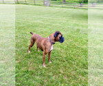 Small #2 Boxer