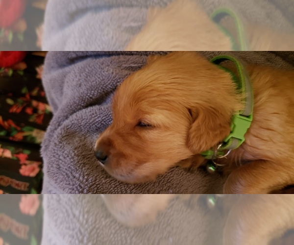 Medium Photo #1 Golden Retriever Puppy For Sale in MODESTO, CA, USA