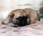 Small Photo #23 Pug Puppy For Sale in WINNSBORO, TX, USA
