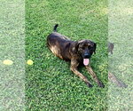 Small Catahoula Leopard Dog-Labrador Retriever Mix