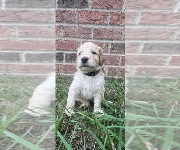 Medium Photo #4 Labradoodle Puppy For Sale in WILLISTON, SC, USA
