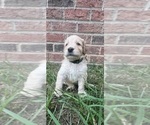 Puppy Dk green collar Labradoodle