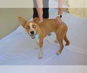 Siberian Husky-Unknown Mix Dogs for adoption in McKinney, TX, USA