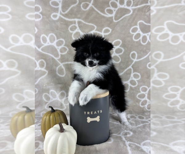 Medium Photo #2 Pomeranian Puppy For Sale in INDIANAPOLIS, IN, USA