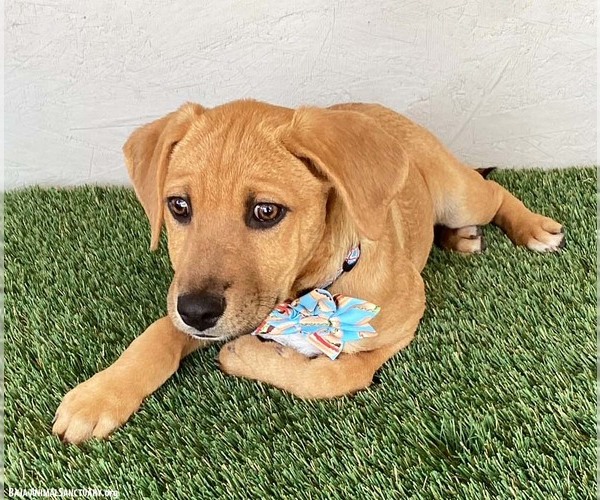 Medium Photo #2 Labrador Retriever-Rhodesian Ridgeback Mix Puppy For Sale in San Diego, CA, USA