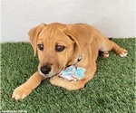 Small #1 Labrador Retriever-Rhodesian Ridgeback Mix