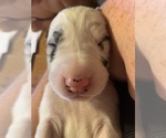 Small Photo #2 Great Dane Puppy For Sale in MARICOPA, AZ, USA