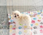 Small #15 Maltipoo (Toy)