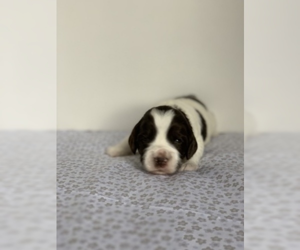 Medium Photo #5 Labradoodle Puppy For Sale in CRESTLINE, OH, USA