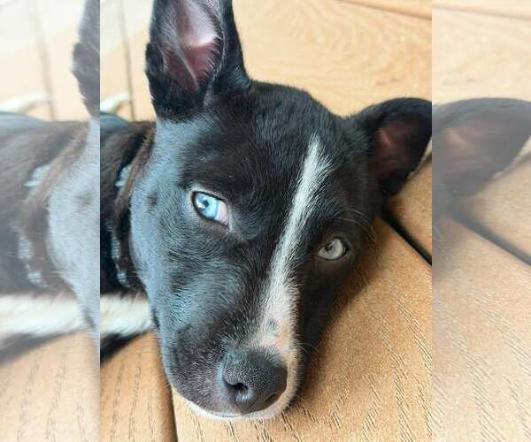 Medium Photo #2 Feist Terrier-Unknown Mix Puppy For Sale in Woodbury, NY, USA