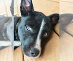 Small #1 Feist Terrier Mix