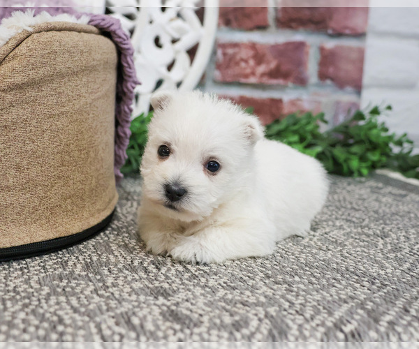 Medium Photo #7 West Highland White Terrier Puppy For Sale in SYRACUSE, IN, USA
