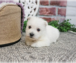 Small #6 West Highland White Terrier