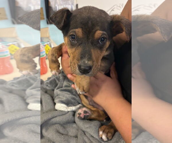 Medium Photo #2 Anatolian Shepherd-Rottweiler Mix Puppy For Sale in Amarillo, TX, USA