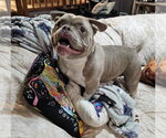Small #2 American Bulldog Mix