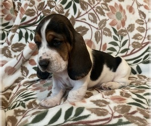 Basset Hound Puppy for sale in VILLA RIDGE, MO, USA