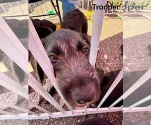 Labrador Retriever-Unknown Mix Dogs for adoption in pomfret, CT, USA