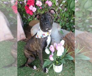 Plott Hound-Unknown Mix Dogs for adoption in Oklahoma City, OK, USA