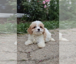 Small #4 Cavapoo