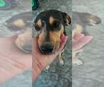 Small #4 Mutt